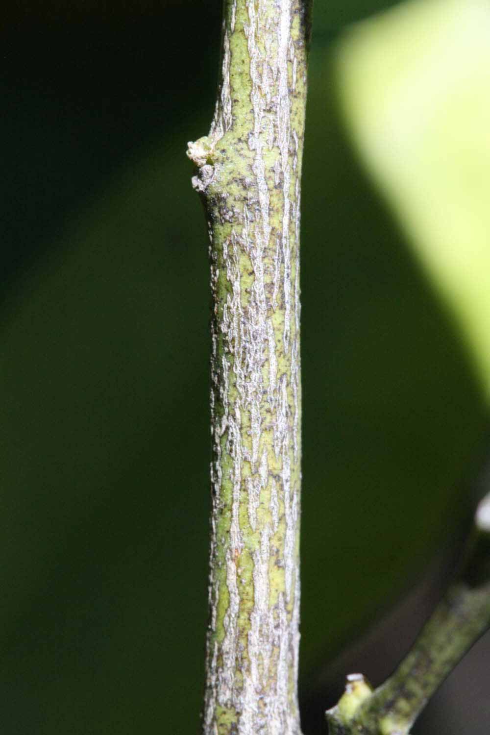              Second - third year twig (Riverside, CA)       